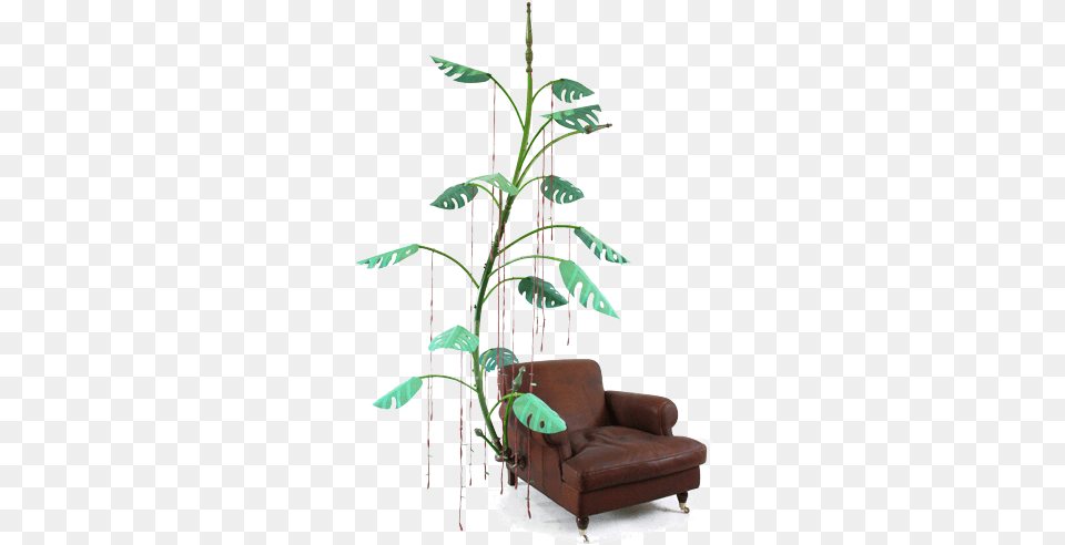 Marcantonio Design, Plant, Potted Plant, Furniture, Chair Png Image