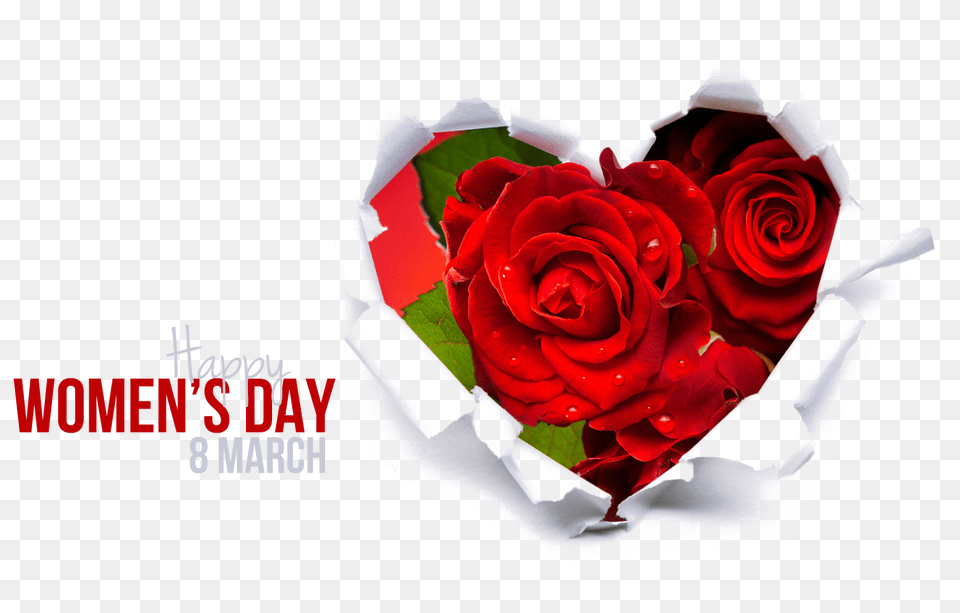 March 8 March Woman Day, Flower, Plant, Rose, Flower Arrangement Free Png