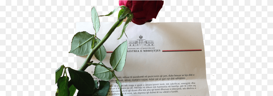 March 8th Minister Kodheli Writes A Congratulatory Floribunda, Flower, Leaf, Plant, Rose Free Png