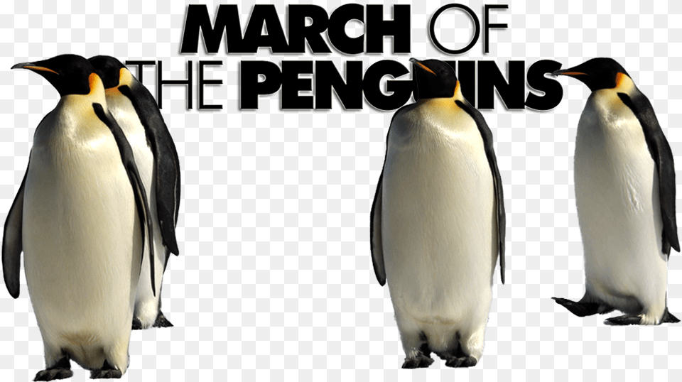 March Of The Penguins, Animal, Bird, Penguin, King Penguin Free Png Download