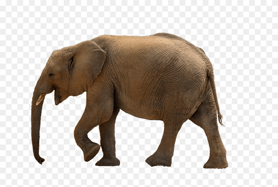 Marche Elephant, Animal, Mammal, Wildlife Free Transparent Png