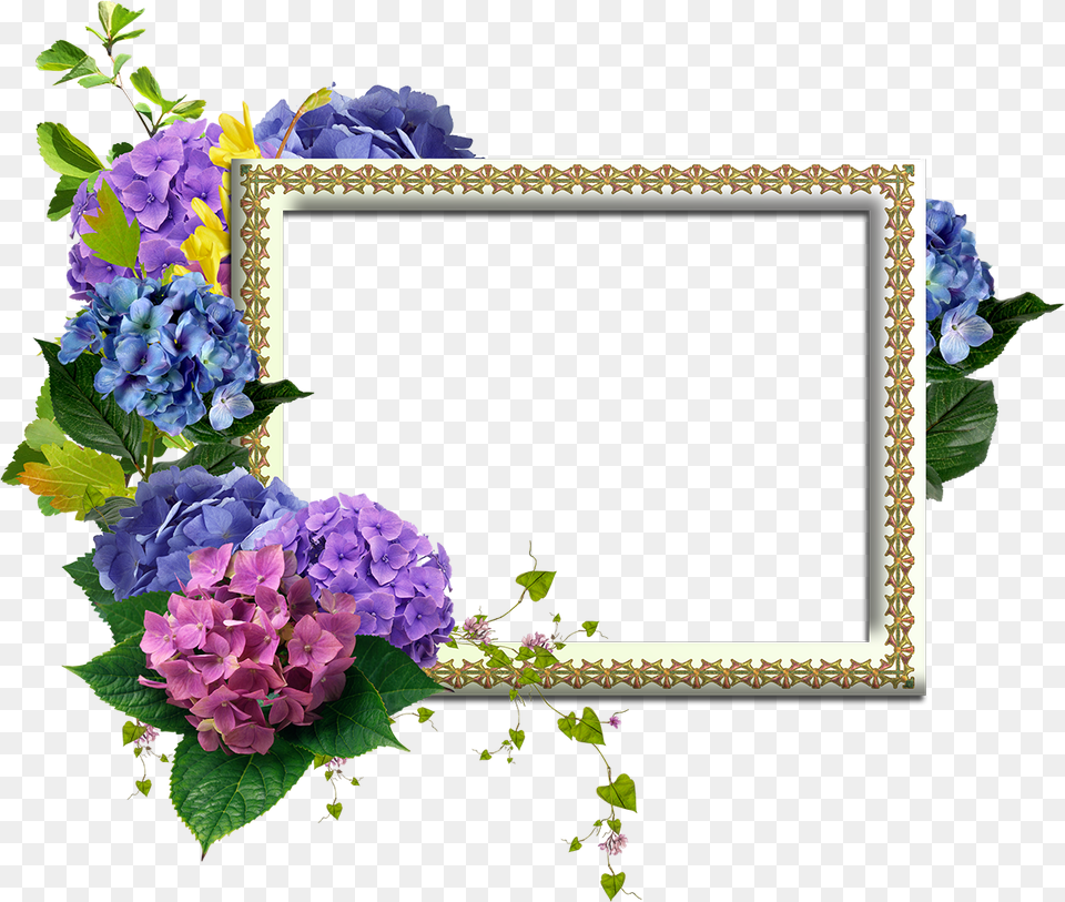 Marco De Flores, Plant, Geranium, Flower, Flower Arrangement Png