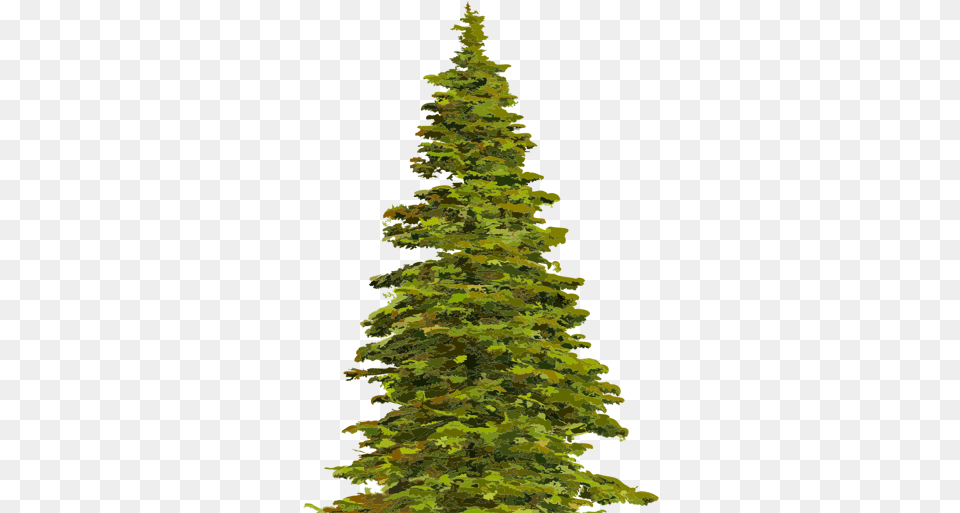 Marco Mina Boreal Conifer, Plant, Tree, Fir, Pine Free Png