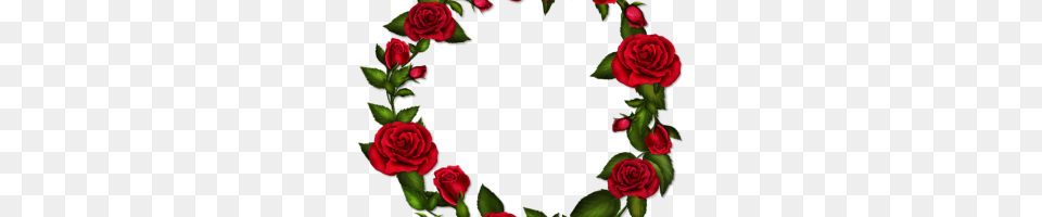 Marcos De Rosas Rojas Flower, Plant, Rose, Petal Png Image