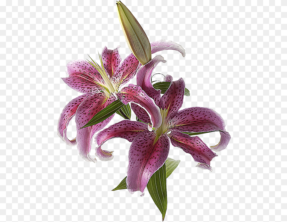 Marcos Gratis Para Fotos Flores De Petalos Largos, Flower, Plant, Petal, Lily Png