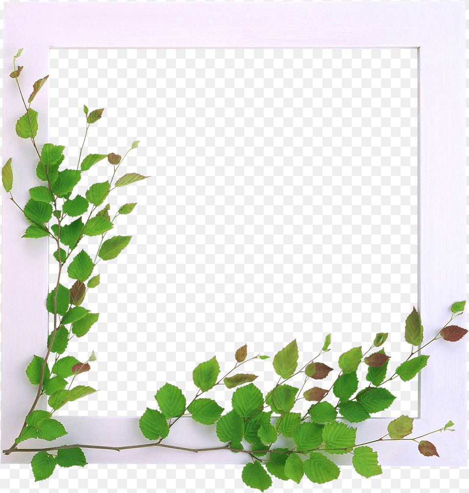 Marcos Para Fotos Con Flores Bordes Marcos Flores, Leaf, Plant, Vine, Green Png Image