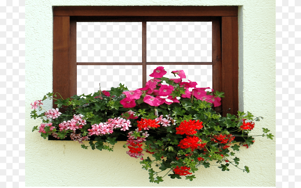 Marcos Photoscape Ventana Con Flores Petunia, Flower, Flower Arrangement, Geranium, Plant Free Png Download