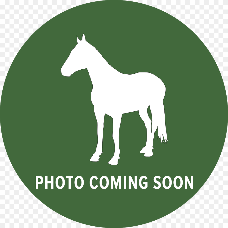 Mare, Animal, Colt Horse, Horse, Mammal Png Image