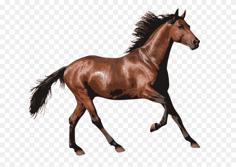 Mare Rocky Mountain Horse Equestrian Horse Racing, Animal, Colt Horse, Mammal Free Transparent Png
