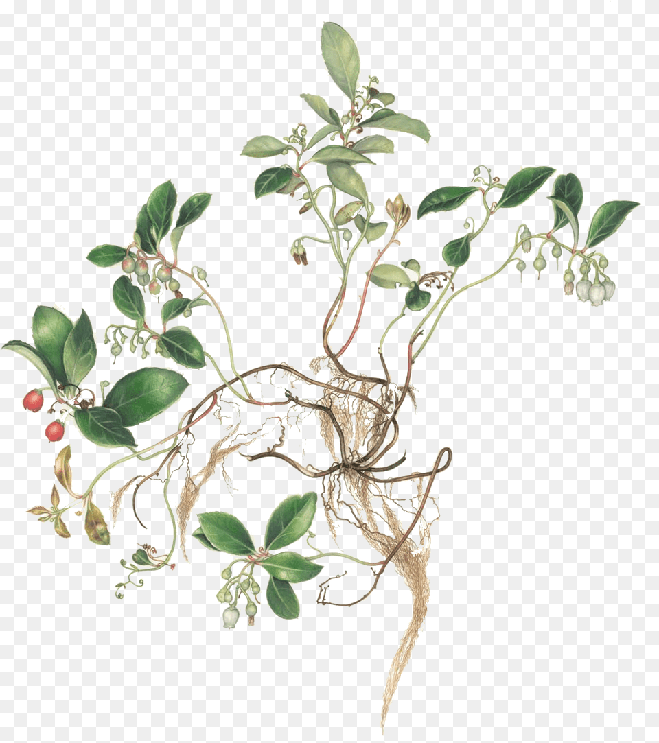 Margaret Farr Virginia Woodland Plants Ii Honeysuckle, Plant, Leaf, Herbs, Potted Plant Free Transparent Png