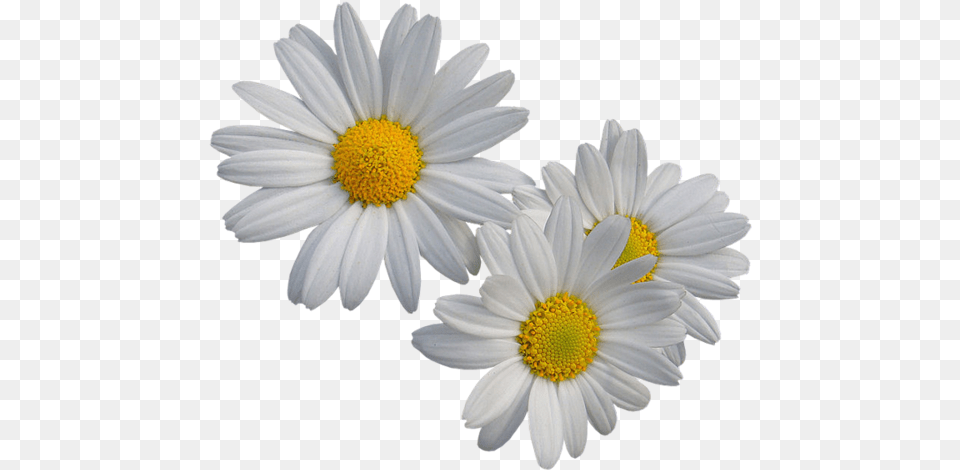 Margaridas, Daisy, Flower, Plant, Petal Png Image