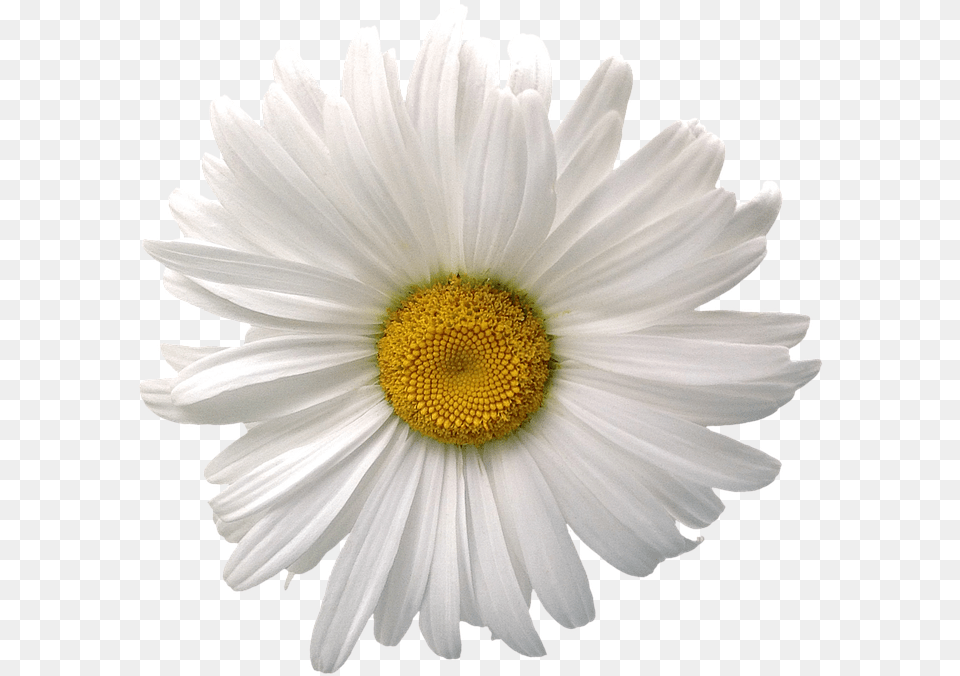 Margarita Flor 3 Image Daisy Flower White Background, Plant, Petal, Anemone Free Transparent Png
