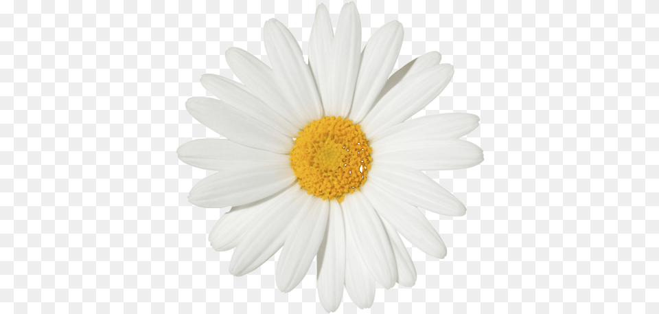 Margarita Flor Daisy Flower White Background, Plant, Petal Png Image