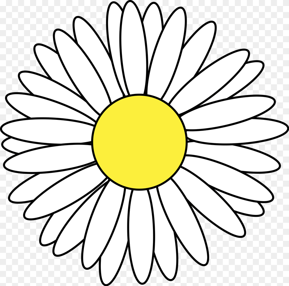 Margarita Vector Daisy Flower Cartoon, Plant Png Image