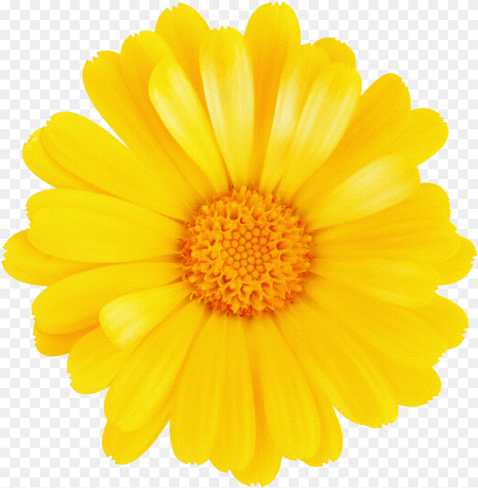 Margaritas Para Montajes One Flower Without Background, Daisy, Petal, Plant Free Png Download