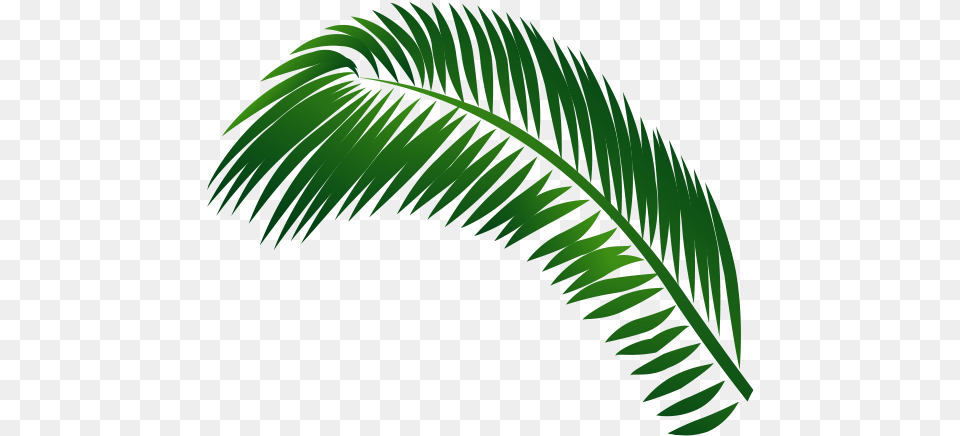 Margaritaville Caribbean Vertical, Fern, Green, Leaf, Plant Free Png Download