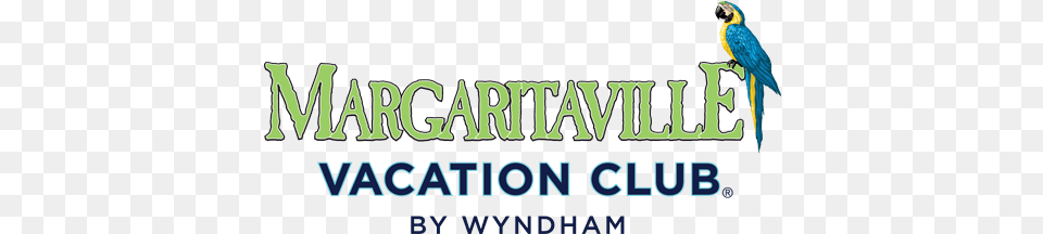 Margaritaville Vacation Club Margaritaville Vacation Club By Wyndham Logo, Animal, Bird, Macaw, Parrot Png