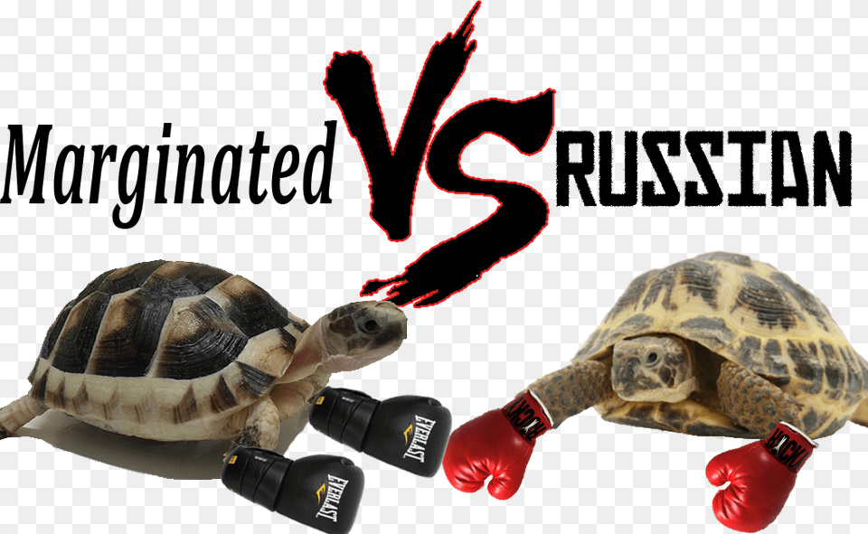 Marginated Vs Russian Tortoise Ultimate Comparison, Animal, Reptile, Sea Life, Turtle Png Image