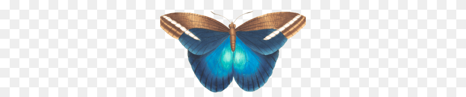 Margot Robbie Image, Animal, Butterfly, Insect, Invertebrate Free Transparent Png