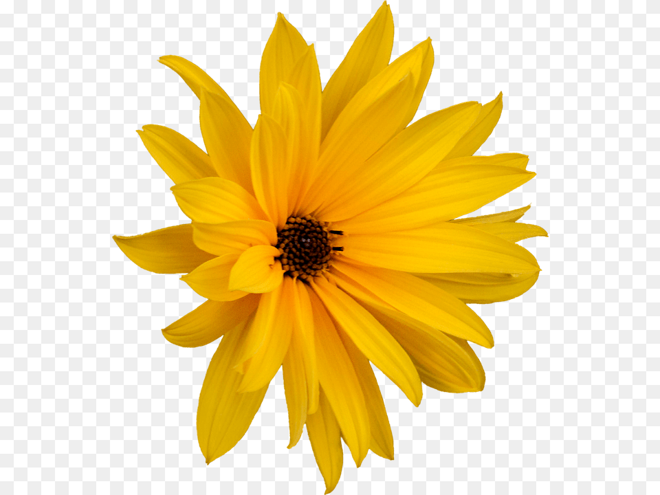 Marguerite Daisy, Flower, Plant, Petal Png