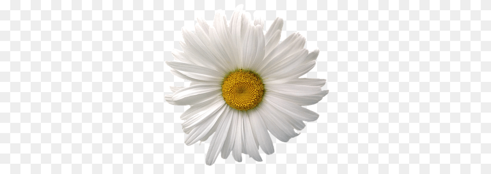 Marguerite Daisy, Flower, Plant, Petal Png