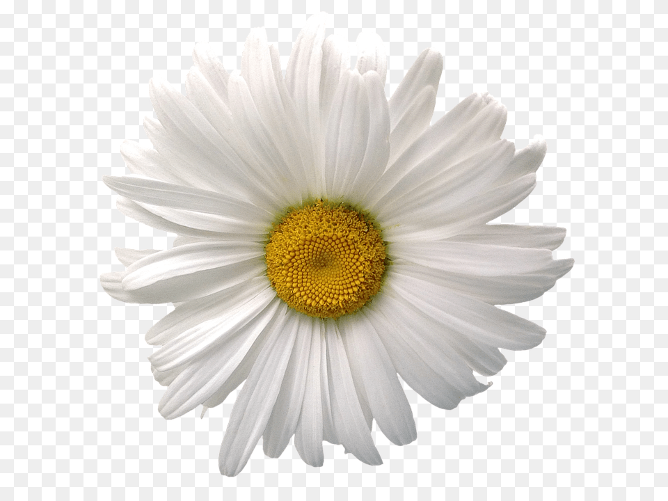 Marguerite Daisy, Flower, Plant, Petal Free Png