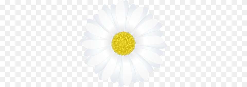Marguerite Anemone, Daisy, Flower, Plant Free Png