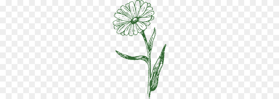 Marguerite Flower, Plant, Daisy, Herbal Png Image