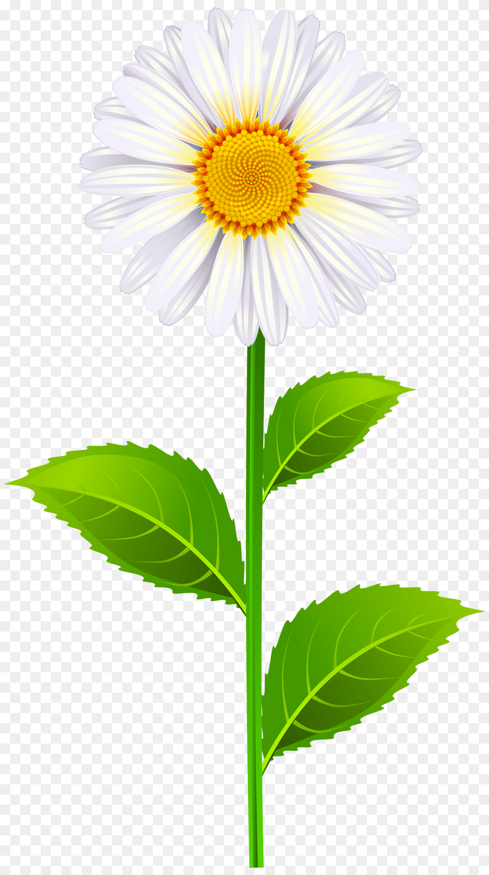 Marguerite Clip Art Art Images, Daisy, Flower, Plant, Anemone Png Image