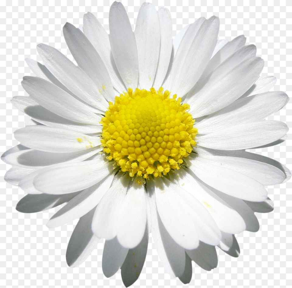 Marguerite En Beaut Fichier Daisy, Flower, Plant, Petal Free Png Download