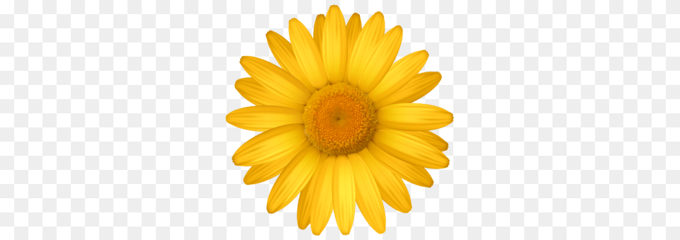 Marguerite Flower Clip Art, Daisy, Petal, Plant, Sunflower Png