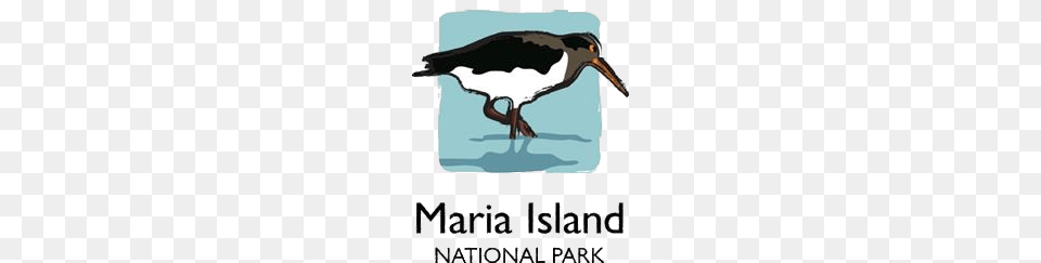 Maria Island National Park, Animal, Beak, Bird, Waterfowl Png