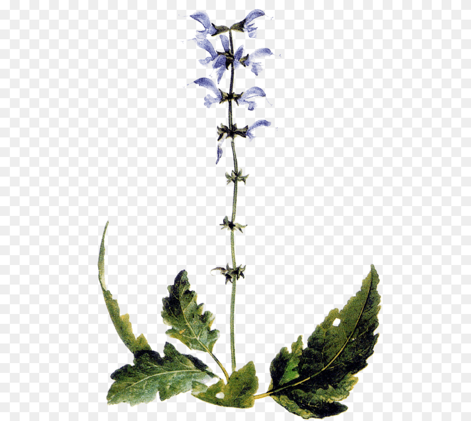 Maria Treben Herbs Delphinium, Acanthaceae, Flower, Leaf, Plant Free Png