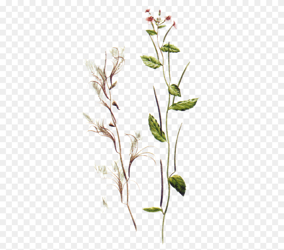 Maria Treben Herbs Epilobium Parviflorum, Acanthaceae, Amaranthaceae, Flower, Grass Free Png