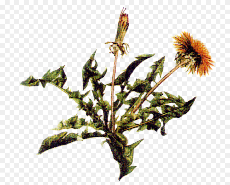 Maria Treben Herbs Zdravie Z Boej Lekrne, Flower, Plant, Animal, Bird Free Transparent Png