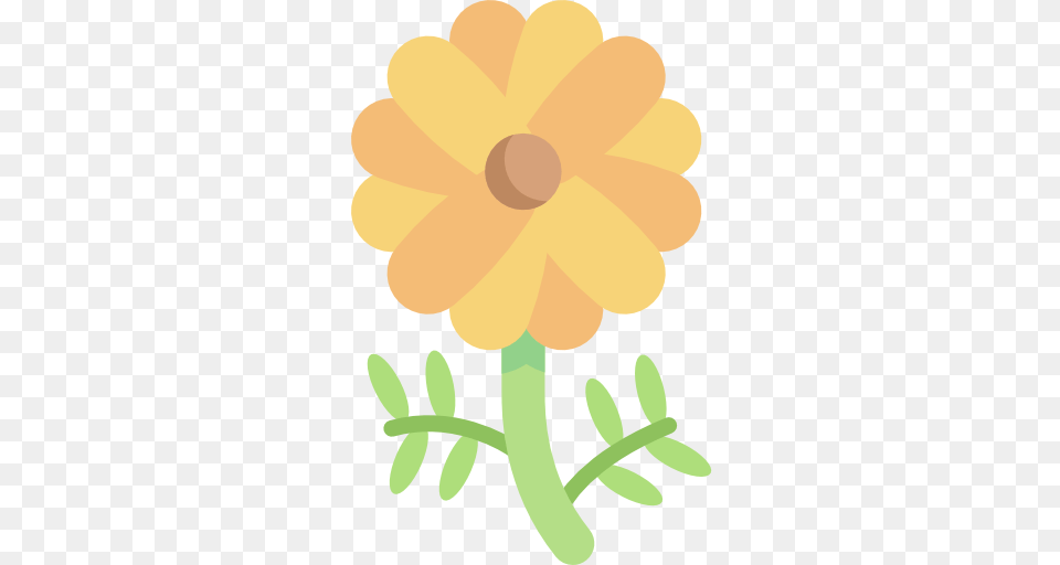 Marigold, Daisy, Flower, Petal, Plant Png