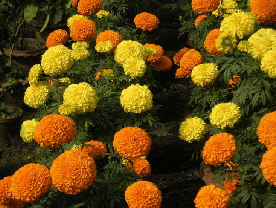 Marigold, Dahlia, Daisy, Flower, Plant Free Png Download