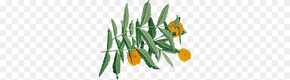 Marigold, Herbal, Herbs, Leaf, Plant Png Image