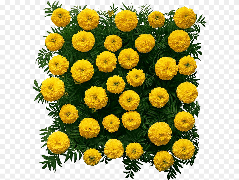 Marigold, Daisy, Flower, Plant, Dahlia Png