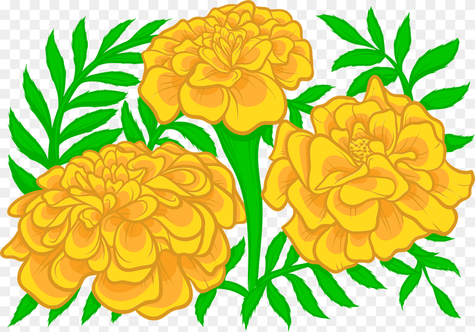 Marigold Clipart, Dahlia, Plant, Flower, Art Free Png