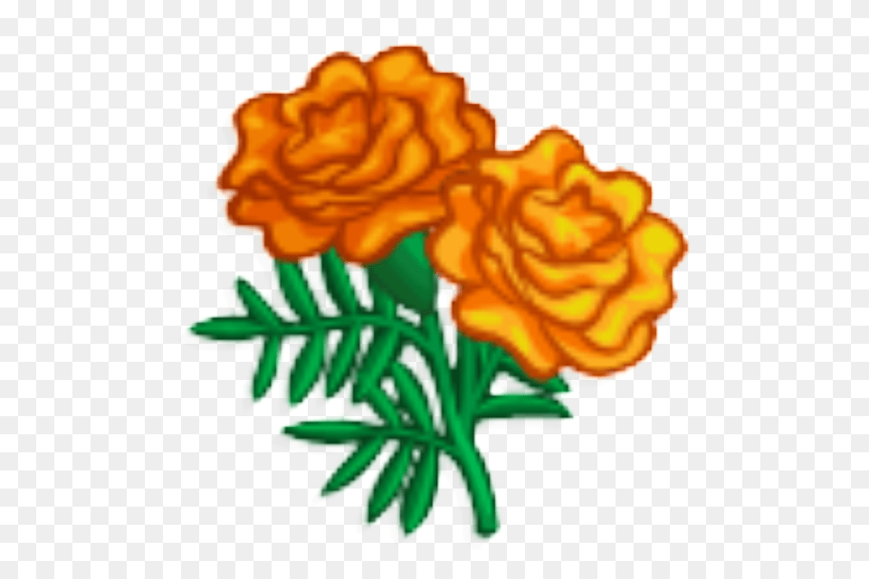 Marigold Clipart Transparent, Carnation, Flower, Plant Free Png