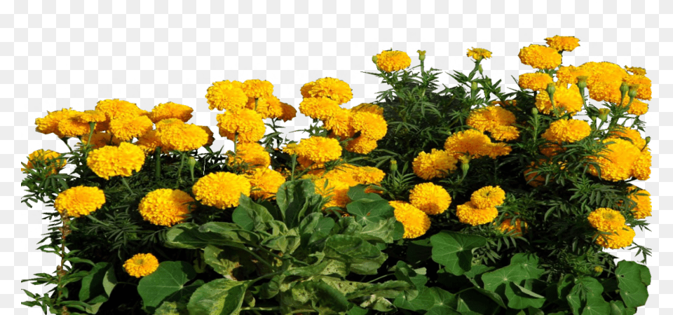 Marigold Clipart Marigold, Dahlia, Daisy, Flower, Petal Free Transparent Png
