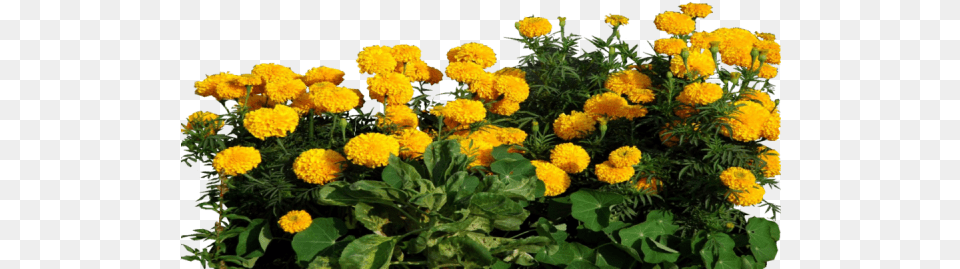 Marigold Clipart Transparent Marigold Flower Plant, Dahlia, Daisy, Petal, Vegetation Png