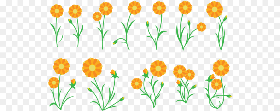Marigold Clipart Vector Calendula Vector, Art, Floral Design, Graphics, Pattern Free Png