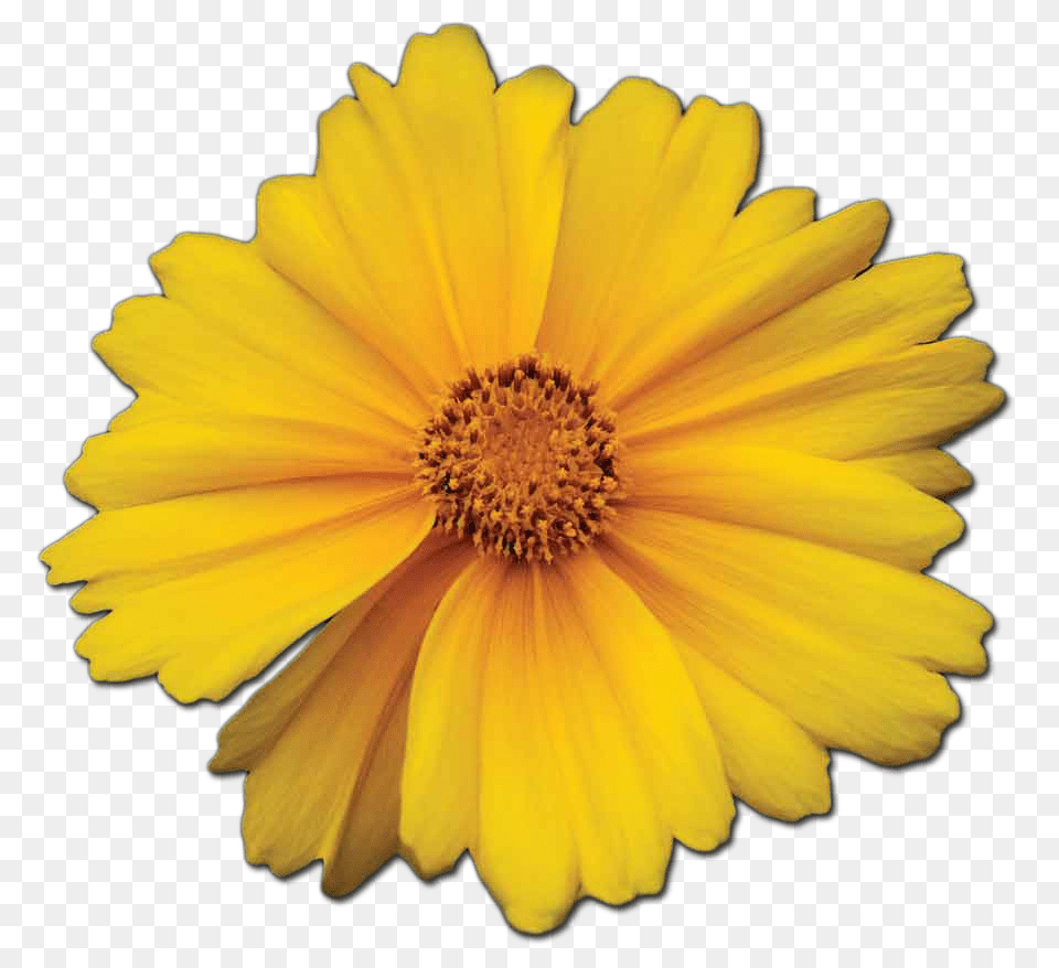 Marigold Essence Guiding Light Sister Spinster, Anther, Daisy, Flower, Petal Png