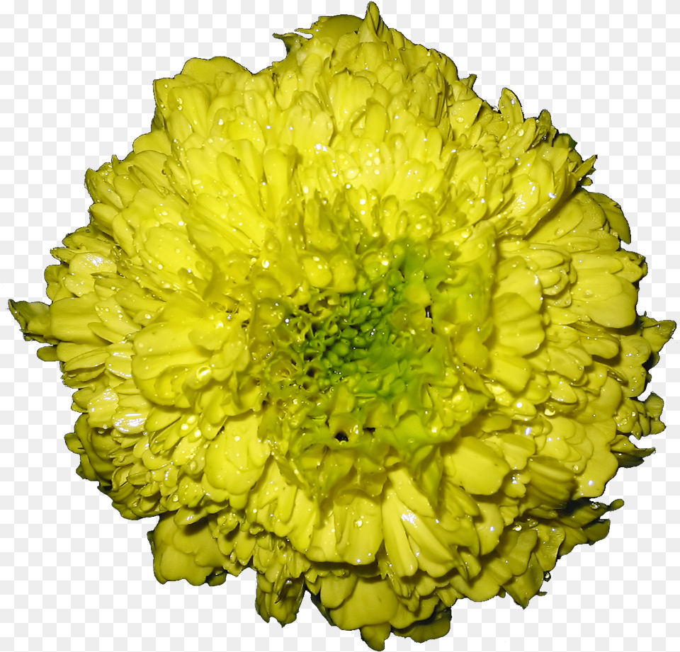 Marigold Flower Barberton Daisy, Petal, Plant, Pollen, Carnation Png Image