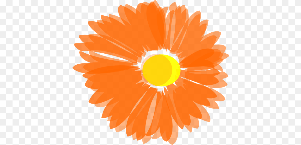 Marigold Flower Clipart Orange Flower Clipart, Daisy, Petal, Plant, Person Png Image