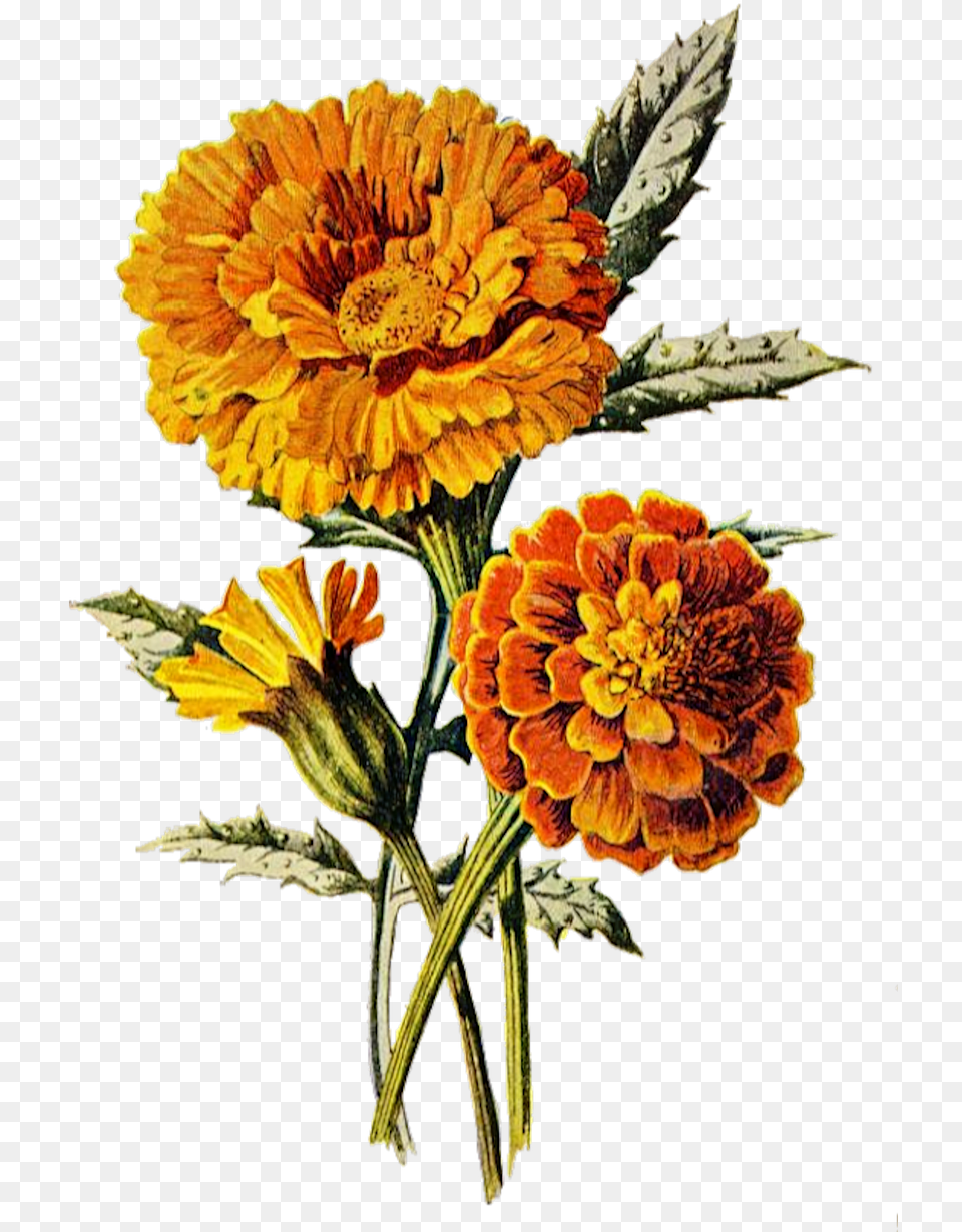 Marigold Flower Floral, Dahlia, Daisy, Plant, Petal Free Png