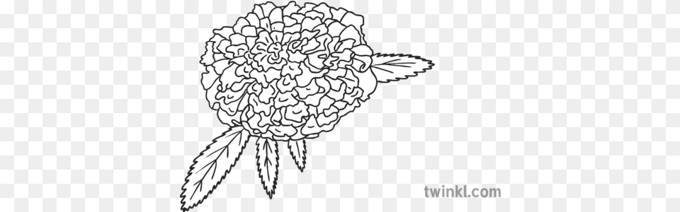 Marigold Flower Ks1 Bw Rgb Illustration Line Art, Dahlia, Plant, Drawing, Stencil Free Png