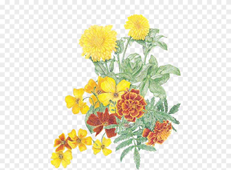 Marigold Flower Plant Marigold, Dahlia, Petal, Daisy, Flower Arrangement Png